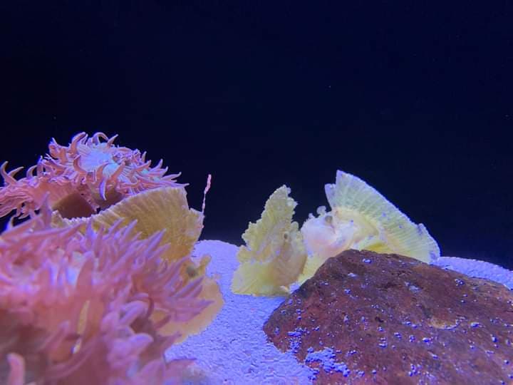 Colorful marine life during a Dominican Republic diving excursion