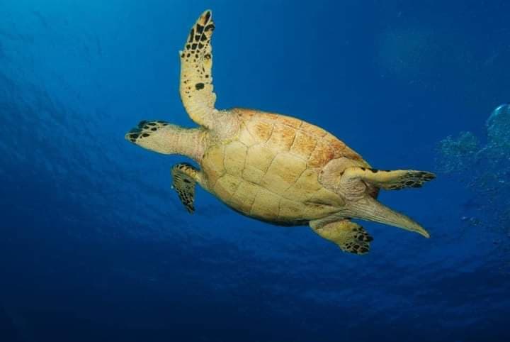 Sea life swimming through clear Caribbean water